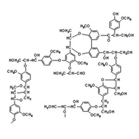 Tổng quan về enzyme phân hủy lignin từ vi sinh vật