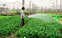Giải pháp thúc đẩy các hợp tác xã nông nghiệp ứng dụng công nghệ cao trong sản xuất và tiêu thụ rau ở huyện Đông Anh, Hà Nội