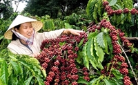 Điều kiện tiền đề hình thành và phát triển cụm liên kết ngành cà phê ở vùng Tây Nguyên