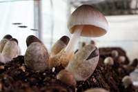 Thành phần dinh dưỡng và dược liệu của nấm rơm Volvariella volvacea