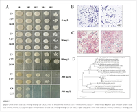 Phân lập và đặc điểm hoá các chủng Bacillus cereus kháng cadmium từ các khu vực khai thác mỏ bị ô nhiễm Cd cho các ứng dụng xử lý sinh học tiềm năng