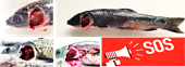 Học viện Nông nghiệp Việt Nam công bố bệnh mới xuất hiện trên cá trắm đen